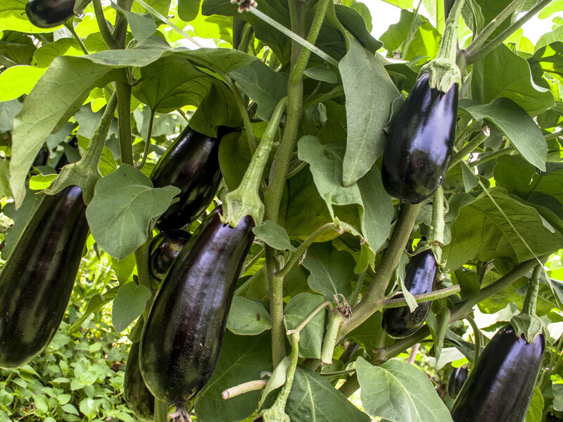 Якщо листя баклажанів пожовтіло, зробіть цю одну обробку – і врятуєте врожай. Перевірений спосіб