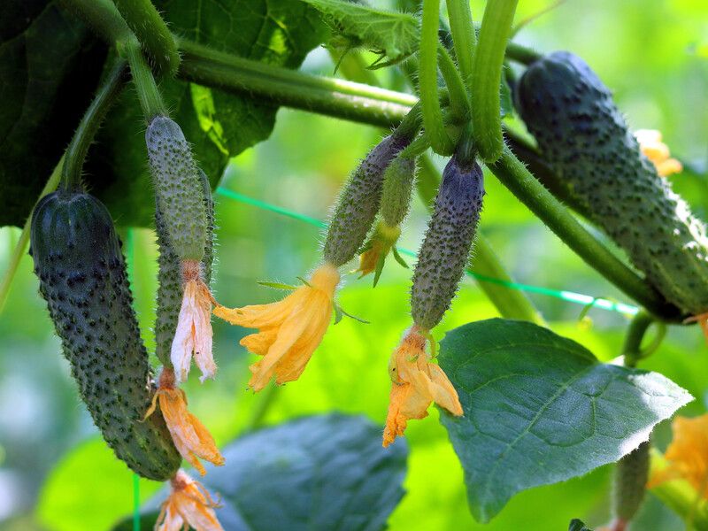Полийте цим огірки – і вони родитимуть до кінця вересня. Перевірений спосіб