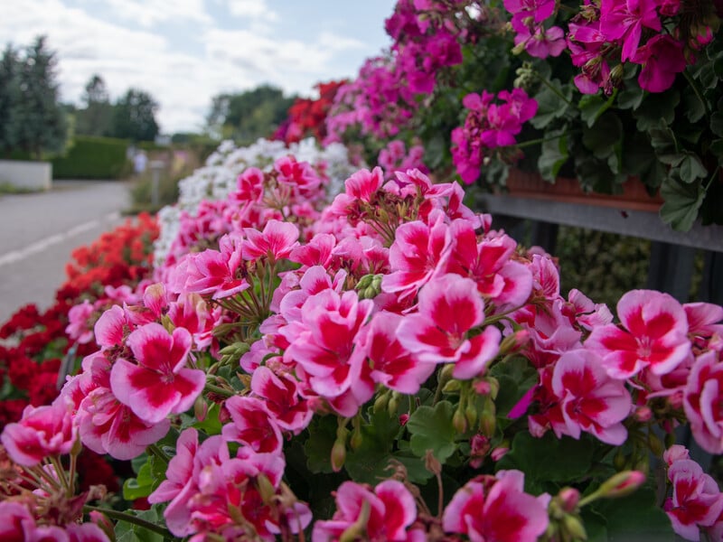 Одну ложку розчиніть у літрі води – і герані знову рясно зацвітуть до осені