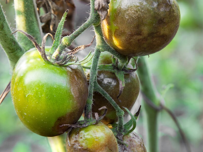 Обробіть цим помідори від фітофторозу – і ще встигнете зібрати великий урожай. Надійний спосіб