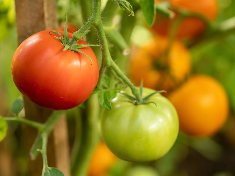 У серпні обробіть цим листя томатів – і плоди одразу ж дозріють. Перевірений метод без будь-якої хімії