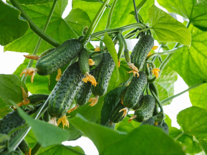 Цим ніколи не пізно підживити огірки. Скористайтеся надійним методом – і отримаєте великий урожай