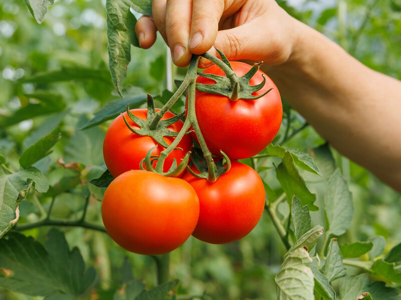 Просто дотримайтеся цих порад – і врожай помідорів буде величезним. Перевірені лайфхаки