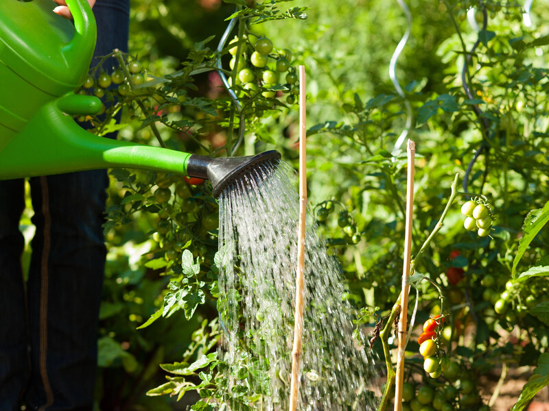 Ці 10 культур встигнуть до осені дати повноцінний урожай – посадіть їх на порожній грядці в серпні