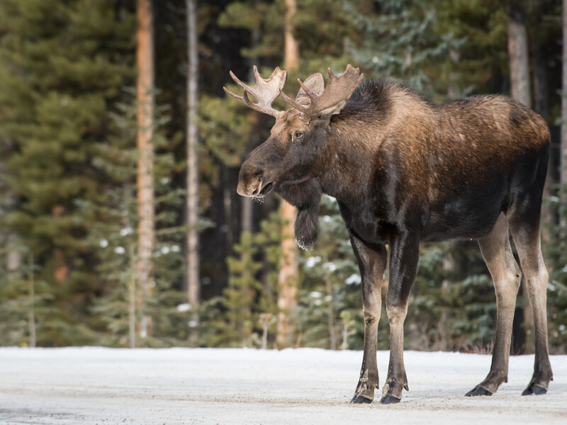 "Там люди гинуть щотижня". Модель із РФ відвідала могилу радянського солдата й померла