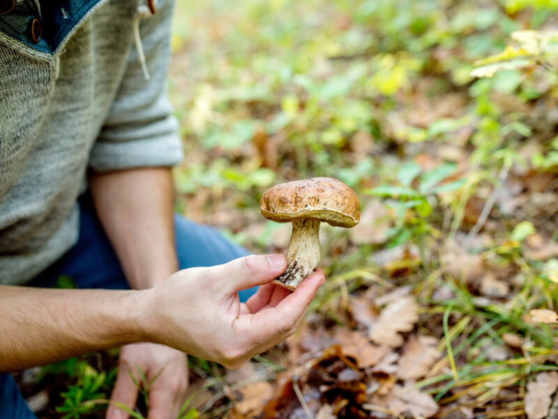 Терміново викликайте "швидку", якщо після вживання грибів з'явилися ці п'ять головних симптомів отруєння