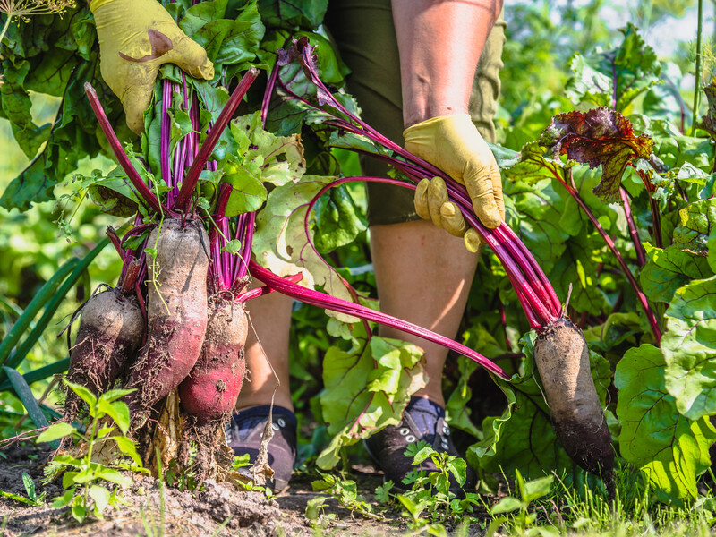 Побачили це на бадиллі – починайте копати. Два секрети, завдяки яким буряк лежатиме до весни