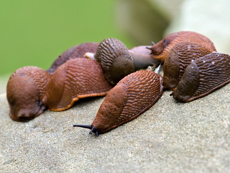 Три найефективніші методи позбутися слимаків на городі без хімії й зайвих витрат