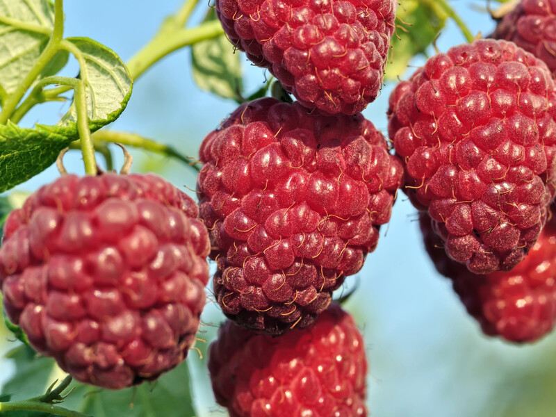 У серпні після збирання ягід підживіть цим малину – і наступного року вона щедро плодоноситиме