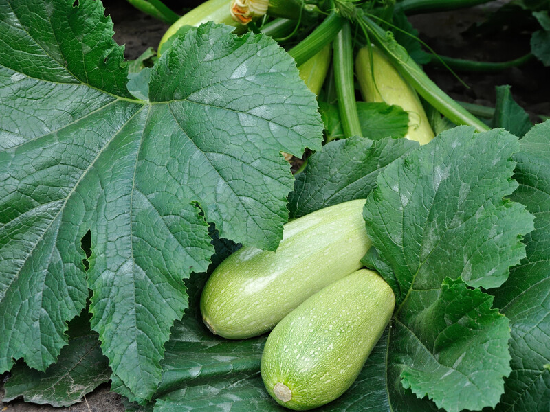 Полийте кабачки цим розчином без хімії, щоб збирати урожай до заморозків