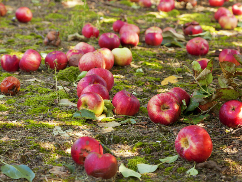 Назвали найпоширеніші причини, чому влітку опадають яблука