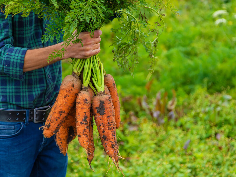 Викопайте моркву в цей час – і врожай зберігатиметься дуже довго. Ознаки солодких коренеплодів