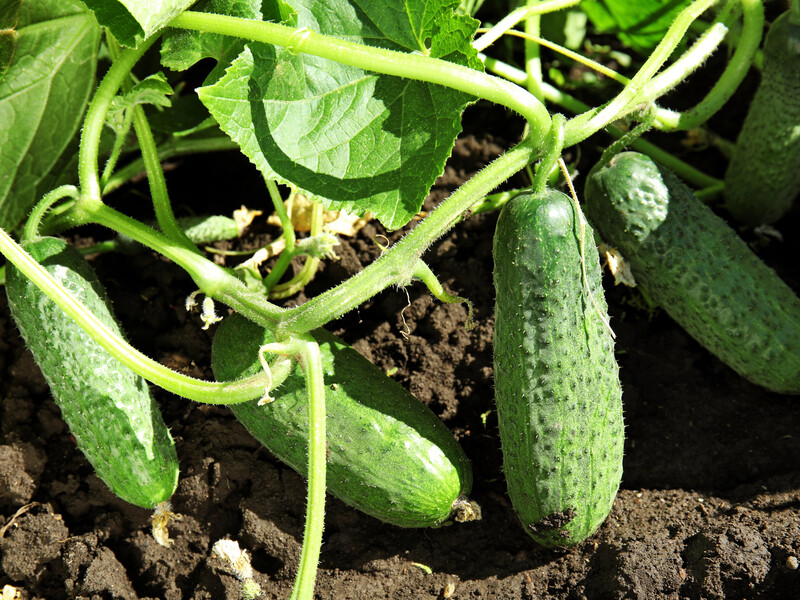 "Свіжі огірки збиратимете до осені". Допоможе харчове підживлення без хімії "Свіжі огірки збиратимете до осені". Допоможе харчове підживлення без хімії