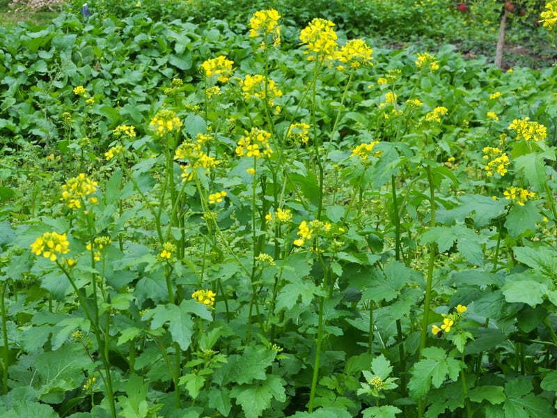 Досвідчені городники завжди розкидають це на ділянці, щоб позбутися бур'янів і підживити землю Досвідчені городники завжди розкидають це на ділянці, щоб позбутися бур'янів і підживити землю