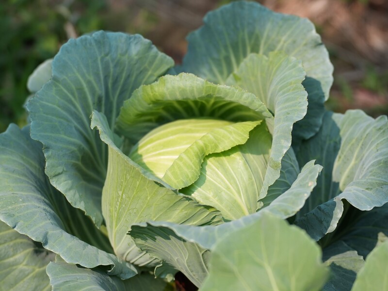 Зробіть це наприкінці серпня – і капуста зав'яже великі й щільні головки. Рецепт підживлення
