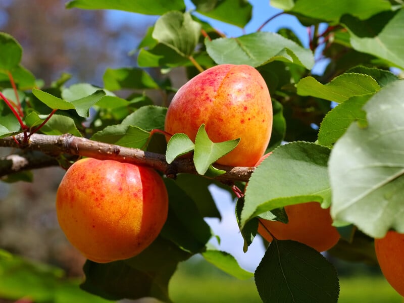 Посадіть сім рослин під абрикосою – і не треба буде щороку кропити дерева