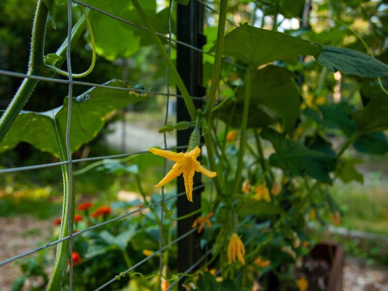 Увечері розчиніть у воді чотири таблетки цього аптечного препарату – й огірки почнуть активно плодоносити