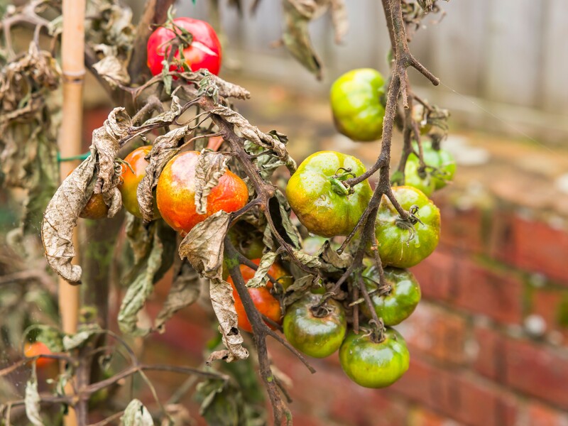 Як у серпні врятувати томати від фітофтори? Названо ефективний препарат із коротким строком очікування