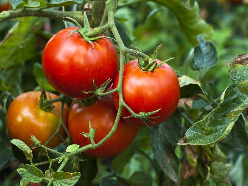 Помідори миттєво підуть у ріст і почнуть активно плодоносити після цього підживлення. Надійна порада