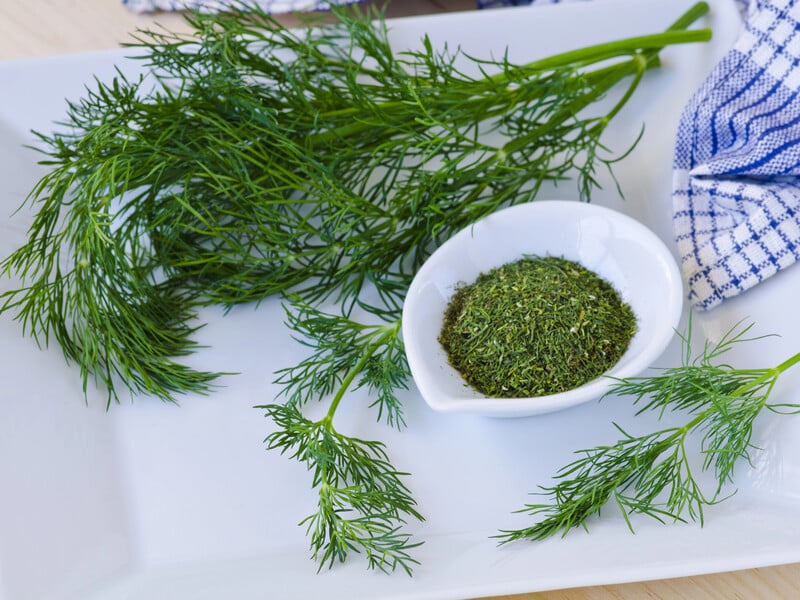 Три найкращі способи заготовки кропу на зиму. Чи всі з них вам відомі?