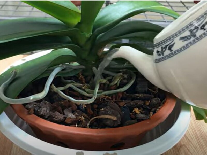 Ця регулярна дія допоможе орхідеї пишно зацвісти. Рецепт ефективного підживлення без будь-якої хімії