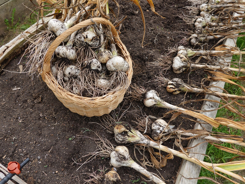 Лише ці сім рослин дадуть щедрий урожай після часнику. Городники розкрили секрети сівозміни
