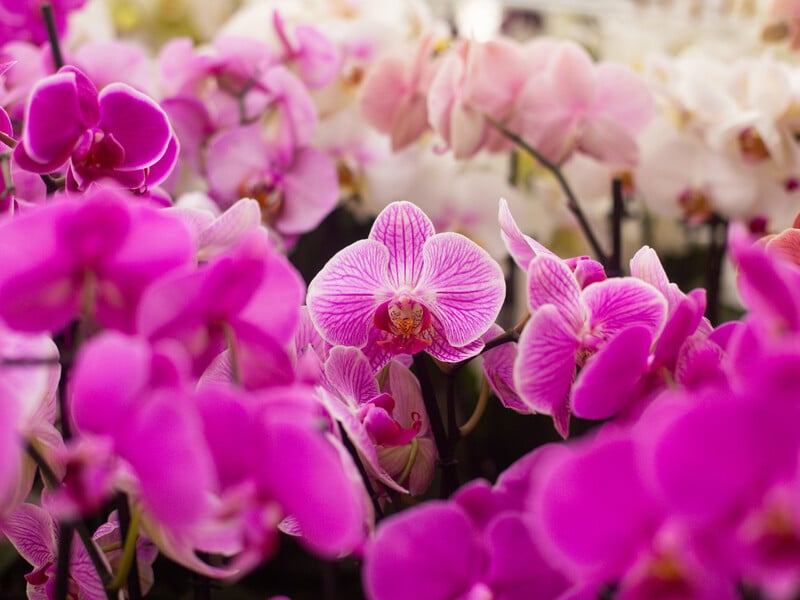 Як часто поливати орхідею часниковим розчином? Важливе правило