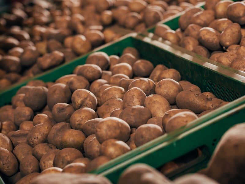 "Дешевше вже не буде". Коли найвигідніше закуповувати картоплю на зиму