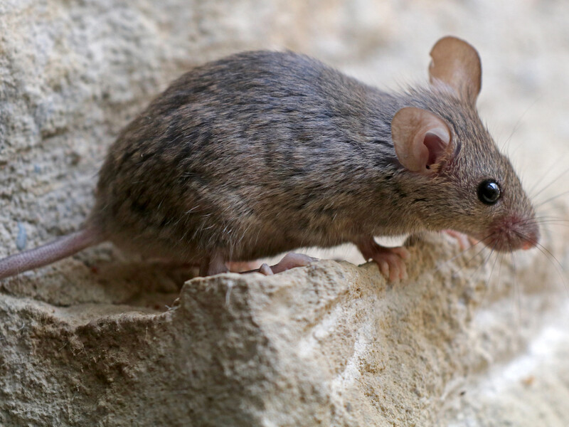 П'ять природних інгредієнтів, які допоможуть прогнати мишей із погреба без використання отрути