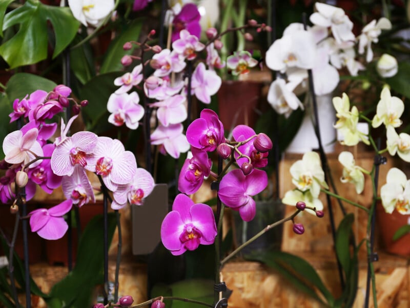 Орхідея "вибухне" квітами, навіть якщо не робила цього роками. Ефективне підживлення Орхідея "вибухне" квітами, навіть якщо не робила цього роками. Ефективне підживлення