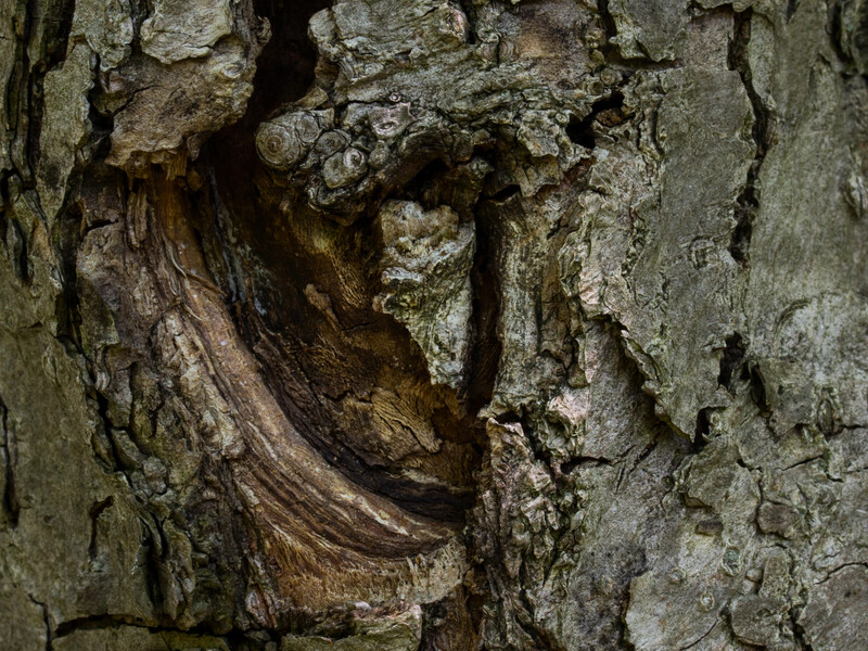 Нанесіть це восени на тріщину – і дерево не загине. Садівники розповіли, як урятувати сад