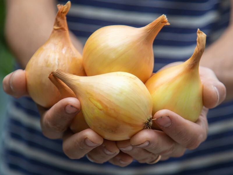 Одна помилка – і цибулю можна викинути. Завдяки цій хитрощі цибуля пролежить до весни