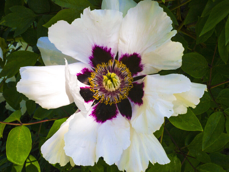 Не обрізайте ці квіткові дерева восени. Можуть не зацвісти