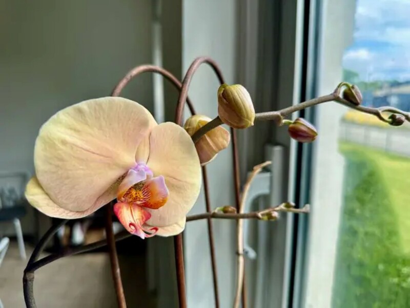 Завдяки цьому настою орхідеї активно цвістимуть і розвиватимуться. Головний секрет – у регулярності