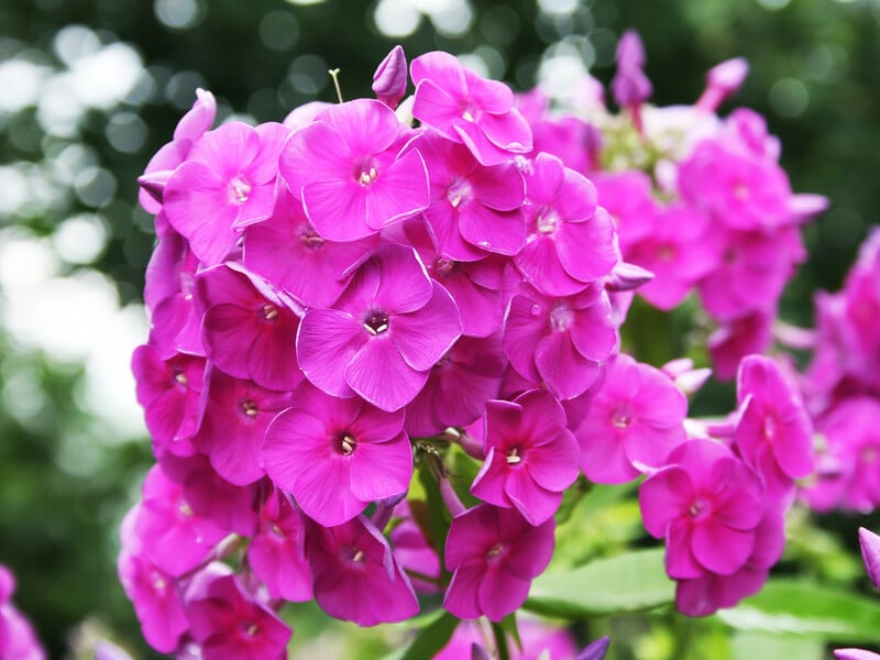 Флокси потішать пишним цвітінням тих, хто дізнається ці три секрети догляду