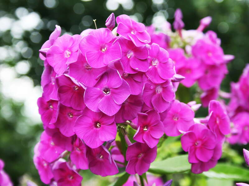 Флокси здивують пишним цвітінням тих, хто дізнається ці три секрети догляду. Один із них приємно здивує