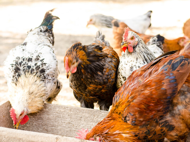 Давайте курям ці зернові, щоб вони краще неслися Давайте курям ці зернові, щоб вони краще неслися