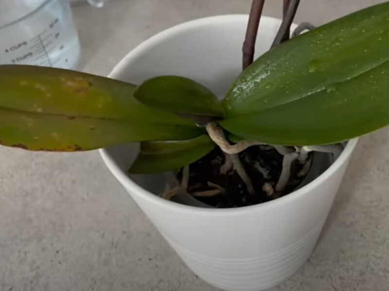 Подрібніть це на крихту – і орхідея активно зацвіте. Рецепт стимулятора без хімії Подрібніть це на крихту – і орхідея активно зацвіте. Рецепт стимулятора без хімії