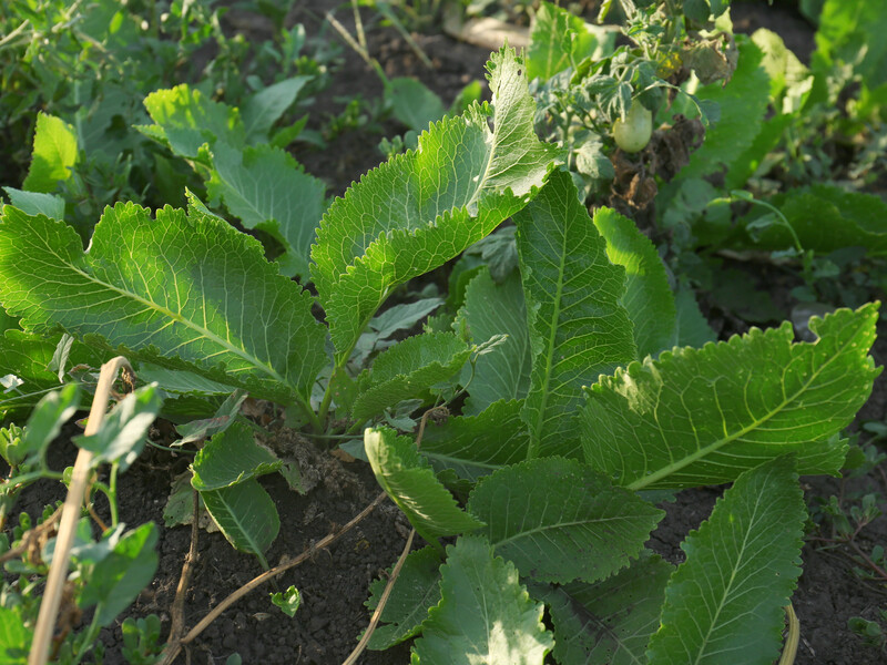 Цей препарат назавжди розправиться із хроном на городі. Рецепт розчину з миттєвим результатом