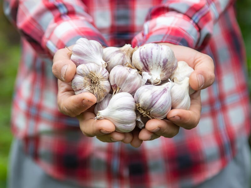 От що зробіть у вересні, щоб озимий часник виріс розміром із кулак. Секрет рекордного врожаю