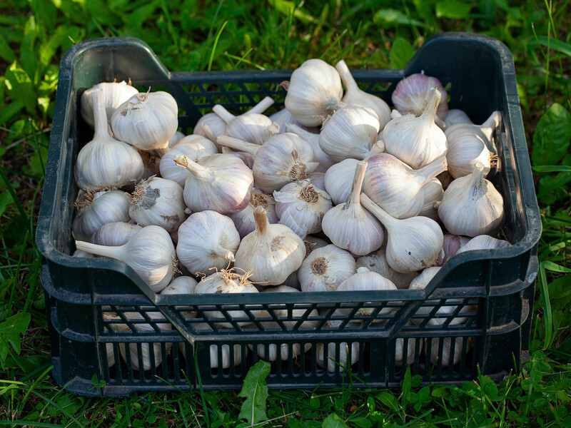Ніколи не садіть озимий часник на таку грядку – урожаю не дочекаєтеся. Секрет досвідчених городників