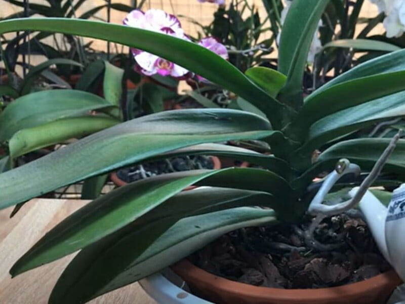 Ось чим квітникарі поливають орхідеї, щоб вони активно формували нові квітконоси. Рецепт підживлення