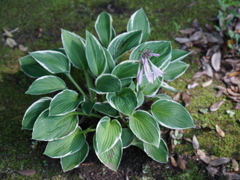 Скільки "очок" залишати при розділені хост, щоб вони всіх вразили величиною та цвітінням
