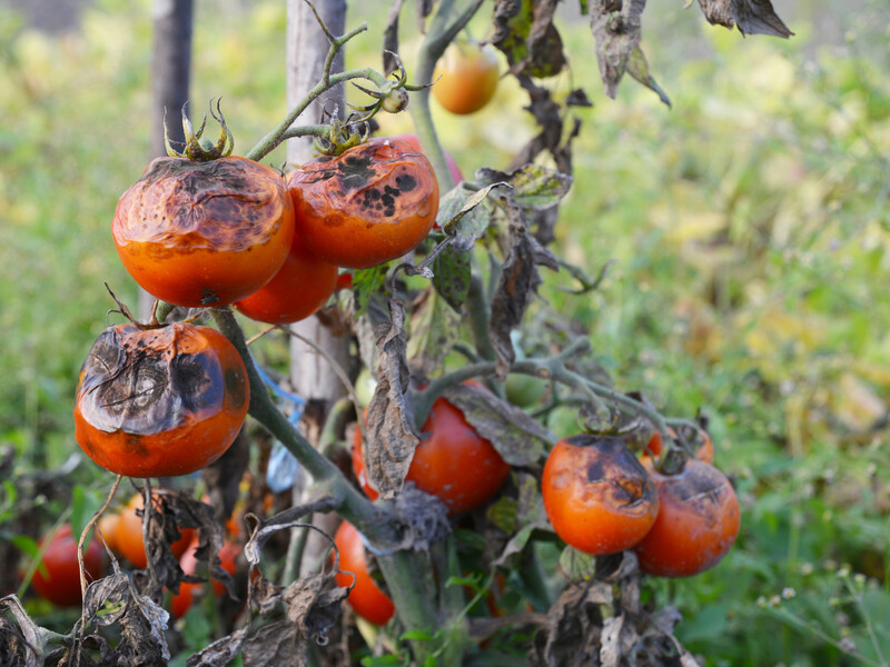 Ефективні засоби без хімії знищать фітофтору. Рецепти, перевірені часом