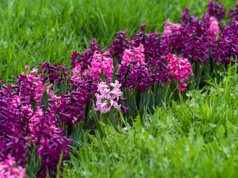 Посадіть зараз цибулинні квіти. Вісім кроків, щоб отримати максимум цвітіння