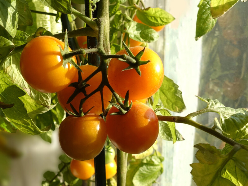 Городники назвали найкращий сорт томатів для теплиці. Мають насичений солодкуватий смак