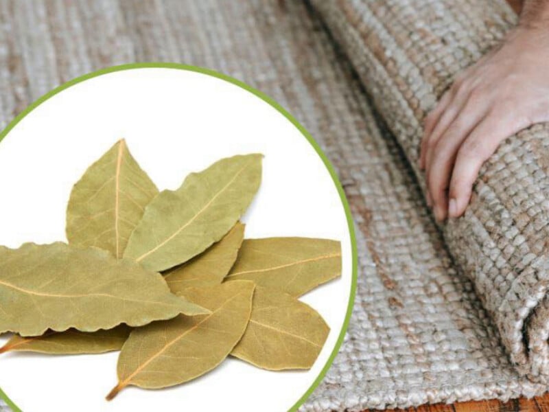 В оселі не пахне свіжістю навіть після прибирання? Листки цієї спеції під килимом усе змінять