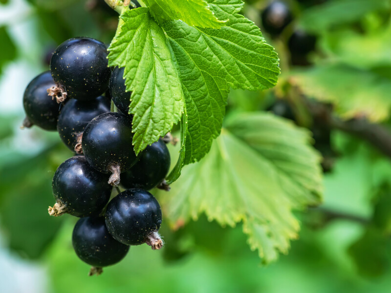 Засмутив невеликий врожай? Перевірте кислотність ґрунту за допомогою смородини