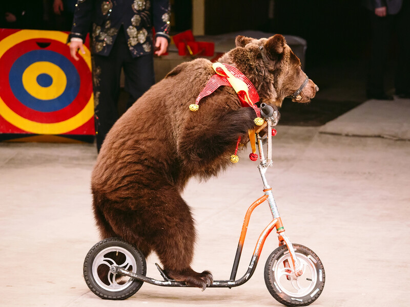 Зооволонтери розкрили п'ять жахливих фактів про циркові залаштунки, де експлуатують тварин