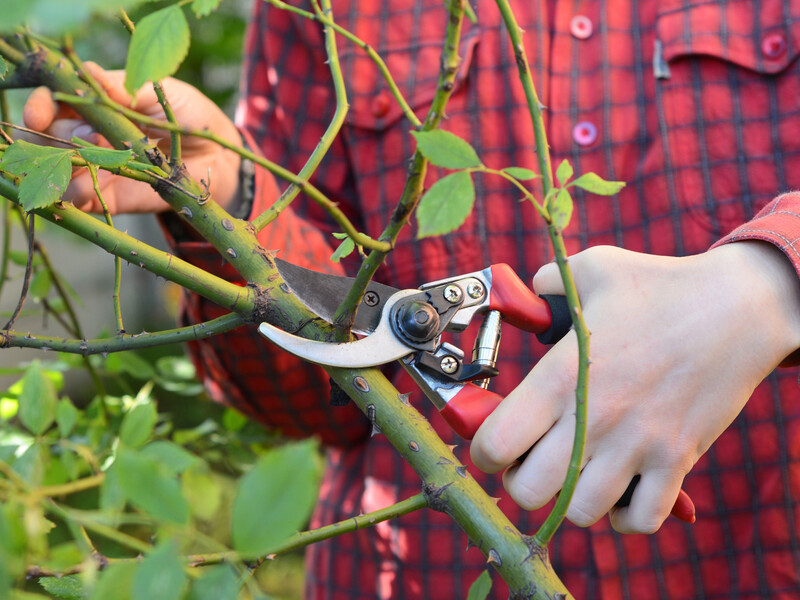 Це сигналізує, що троянди потрібно обрізати. Поради від садівників